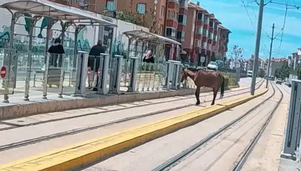 Eskişehir'de Tramvay Raylarında Başıboş At Görüntüleri Şaşırttı