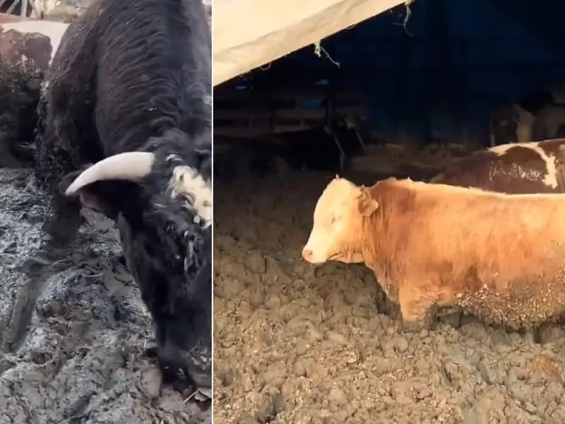 Kurban Bayramı Öncesi Hayvanlara Kötü Muamele İddiası