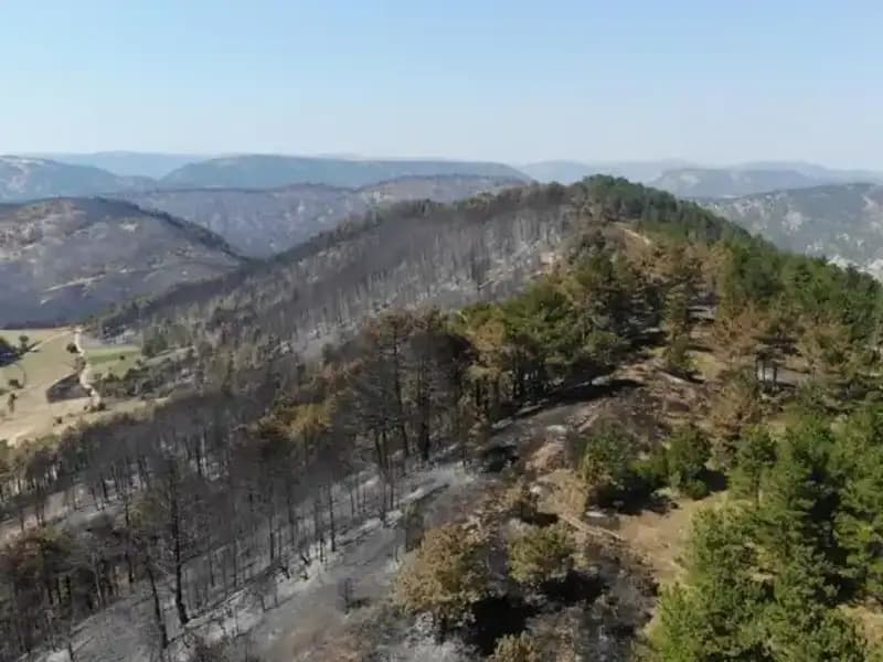 Bolu’da Doğa İçin Tarihi Adım: 5 Milyon Fidan Toprakla Buluşuyor!