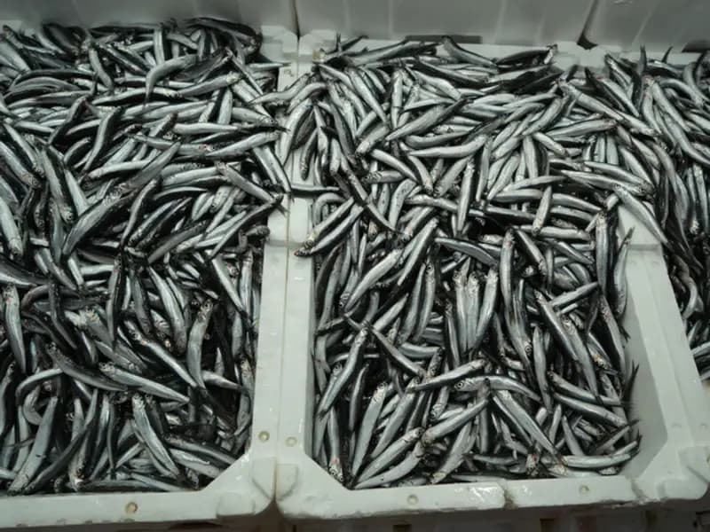 Türkiye'nin İhracat Rüzgarı: Belçika, Fransa ve Almanya'ya Dev Gönderimler