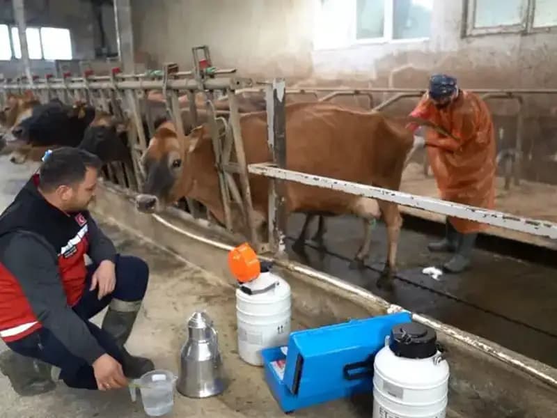 Trabzon'da Yapılan Çığır Açıcı Deneme: Jersey Sperması ile Hayvancılıkta Yeni Dönem