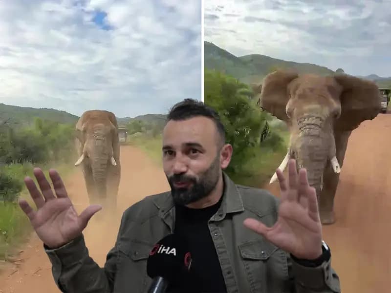 Türk Turistlerin Safari Macerası: Fil Kovalamacası Korkuttu