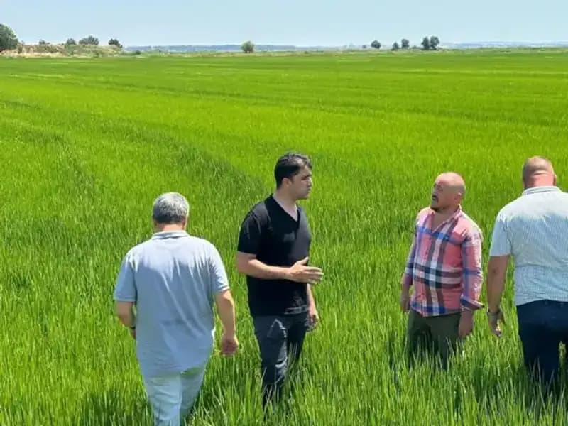 Çeltikte Rekor Beklentisi: Yeşil Denizler Yükseliyor