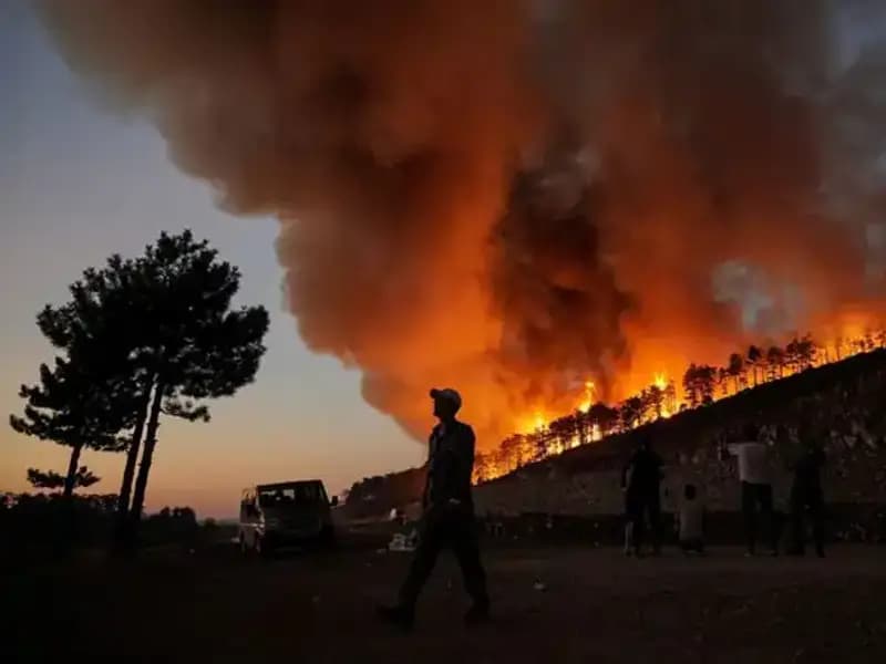 Bursa Orman Yangınlarının Ardından: 3 Bin Hektar Kaybın Yakın Gelecekteki Etkileri