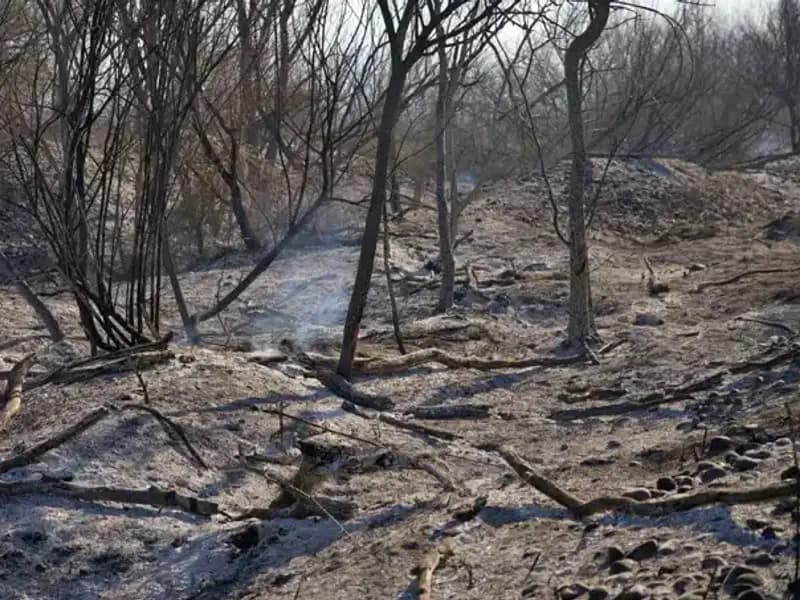 Osmaniye Kuş Cenneti'nde Yangın: Doğanın Gözbebeği Tehlikede