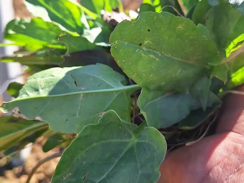 Manisa'da Bahar Gelince Ekşi Kulak Yaban Otları Toplanıyor