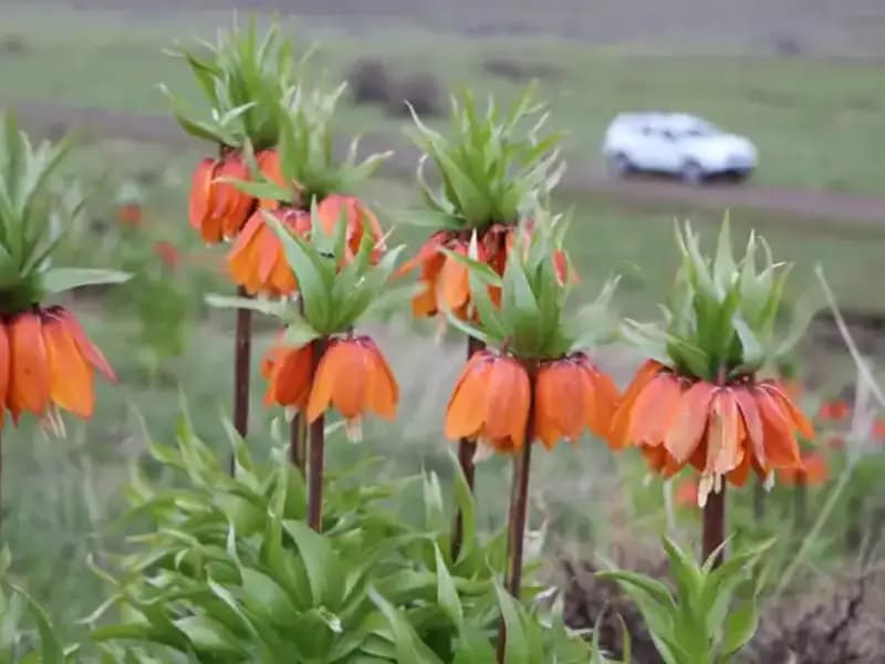 Koruma Altındaki Ters Laleler Baharın Gelişini Müjdeledi