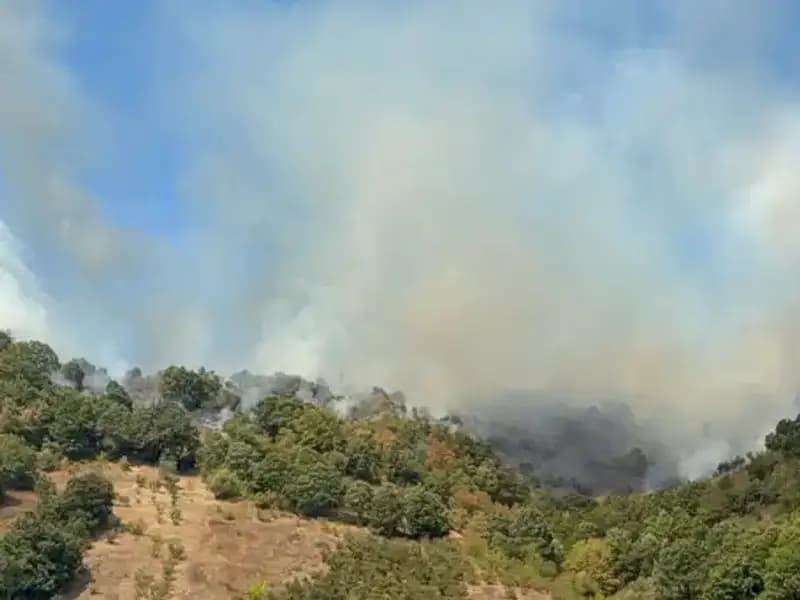 Düzce'de Korkutan Orman Yangınına Hızla Müdahale Başlatıldı