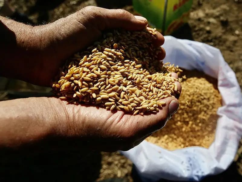 Ata Tohumları Tarım Kredi Marketlerinde