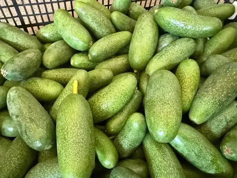 Antalya’nın Süper Ürünü: Yüksek Rekolteyle Dünyaya Açılan Kapılar