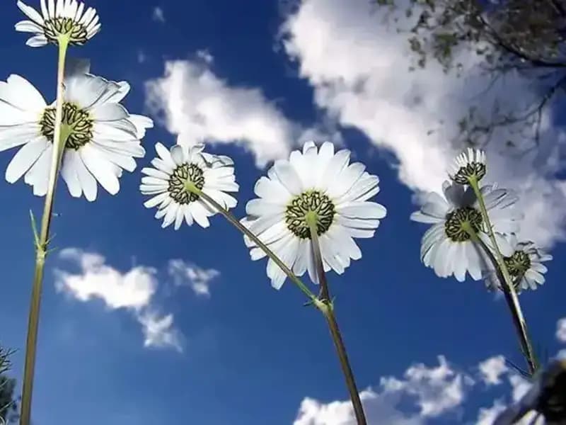 Cemreler Ne Zaman Düşecek? 2026 Tarihleri Açıklandı!