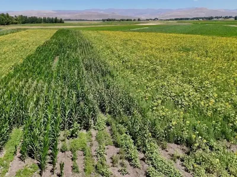 Fide Desteğiyle Tarıma Yön Veren Çiftçi, Sebze ve Meyve Bahçesiyle Göz Dolduruyor