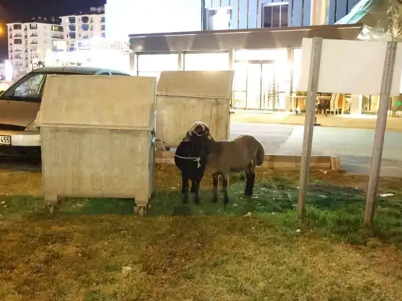 Yola Düşen "Mor Karaman" Irkı Koyunlar, Kaderine Terk Edildi Mi?