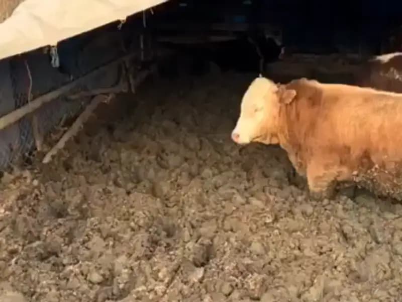 Çorum'da Uygunsuz Koşullar: Bakanlık'tan Hayvan Refahı Açıklaması