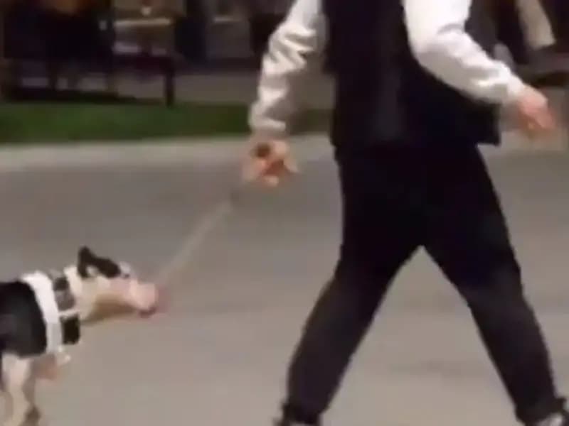 Ağızlığı Olmayan Pitbull, Diğer Köpeklere Saldırdı: Sahibine Cezalı Son