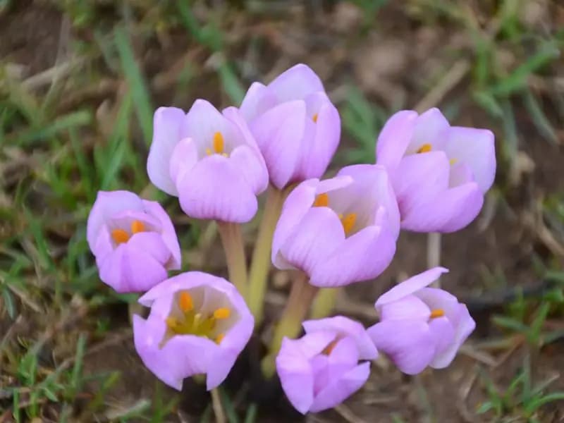 Biyolojik kaçakçılara 41,5 milyon ceza