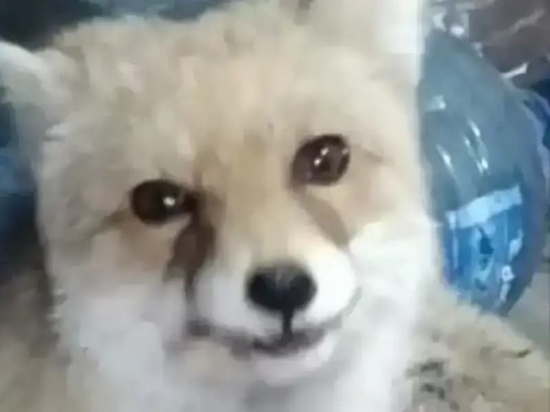 Bahçe Sakini, Tilkiyi Elde Besleyerek Doğayla Bağlantısını Kurdu