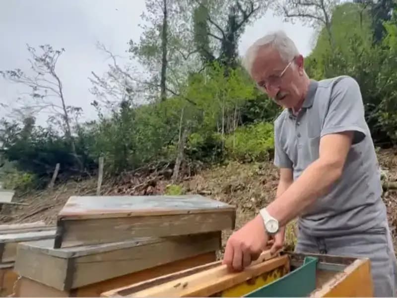 Doğanın Şifa Kaynağı: Komar Bitkisi Doğal Antibiyotik Ama Dikkat Gerektiriyor