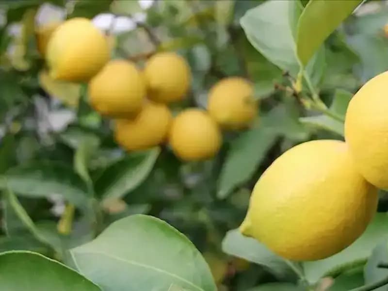 Limon Fiyatları Tavan Yaptı: Adedi 24 Lira Oldu!