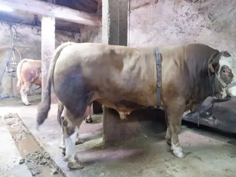 Tam 1 Ton 200 Kilo Ürün Alıcısını Buldu, Şok Fiyatı ile Gündem Oldu