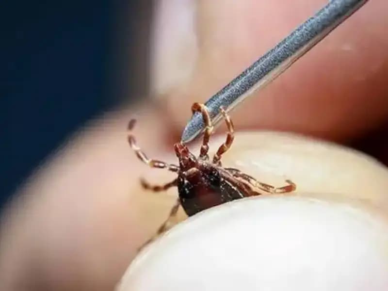 Ankara'da Kene Tehdidi: Artan Popülasyon Sağlığımızı Tehdit Ediyor