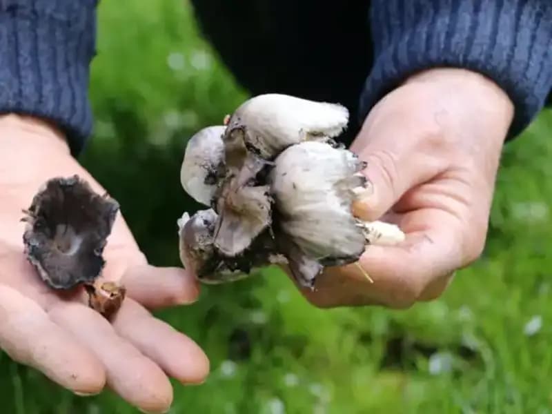 Doğanın Cenneti: Türkiye'deki Yaban Mantarlarının Tehlikeleri ve Koruma Yolları