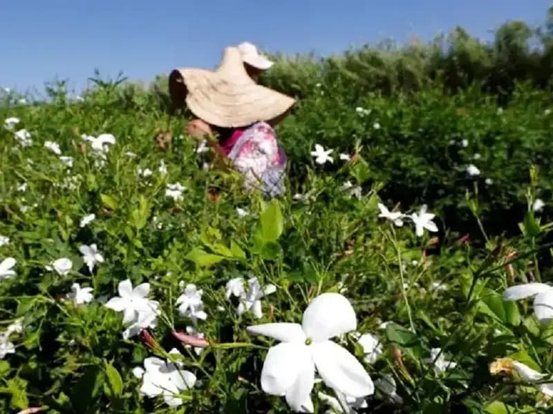 Küresel Isınma Yaseminlerin Geleceğini Tehdit Ediyor: Florayı Koruma Çağrısı