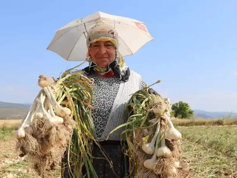 Kavurucu Sıcaklarda Bin 200 TL Kazananların Zorlu Çilesi