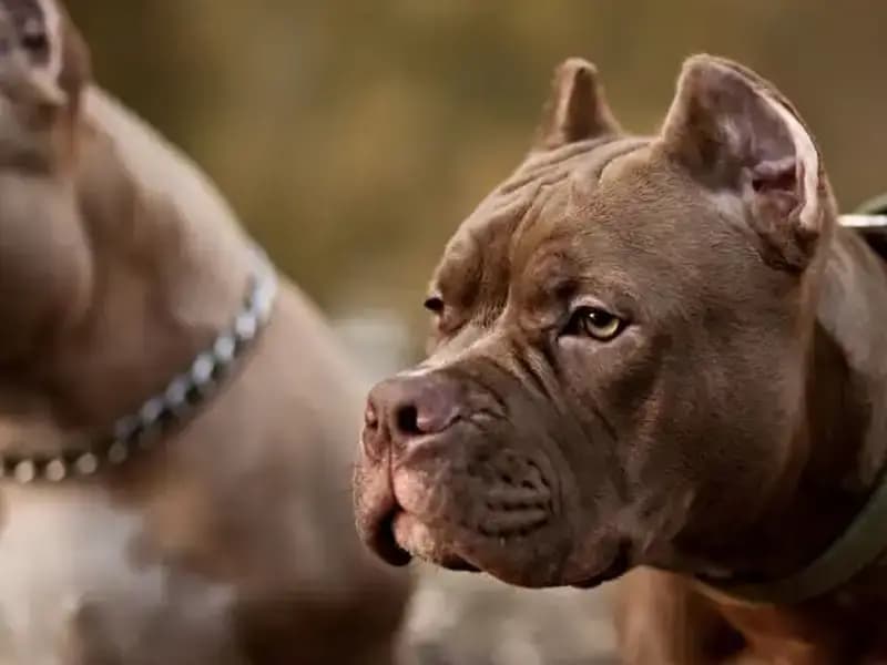 Köpek Sahibine Kurşun Sıkan Olay, Gözleri Şaşkınlıkla Doldurdu!