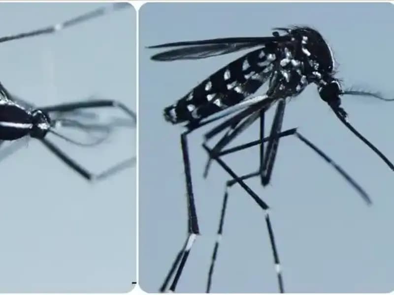 Chikungunya Virüsü: Tehlikesi ve Görüldüğü Ülkeler Hakkında Yeni Bilgiler