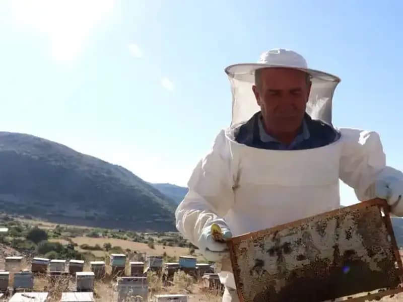 Mobilya İşini Bıraktı, Şimdi İki Ton Zeytinyağı Üretiyor