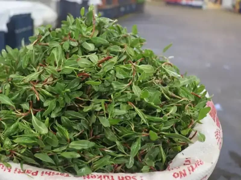 Doğada Ücretsiz Bulunan Şifalı Bitki, Pazar Fiyatlarıyla Şaşırtıyor!