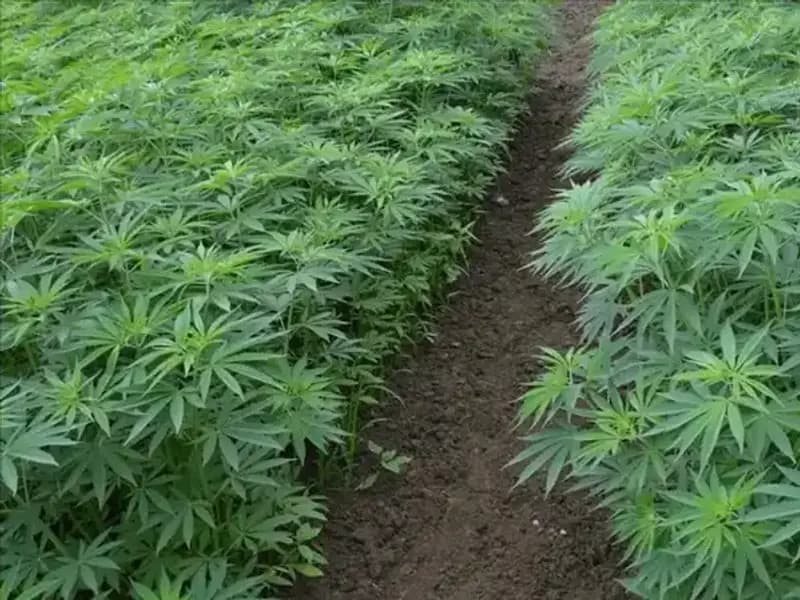 Kenevir Yetiştiriciliğinde Önemli Gelişme: 21 İl İçin Onay Kararı!