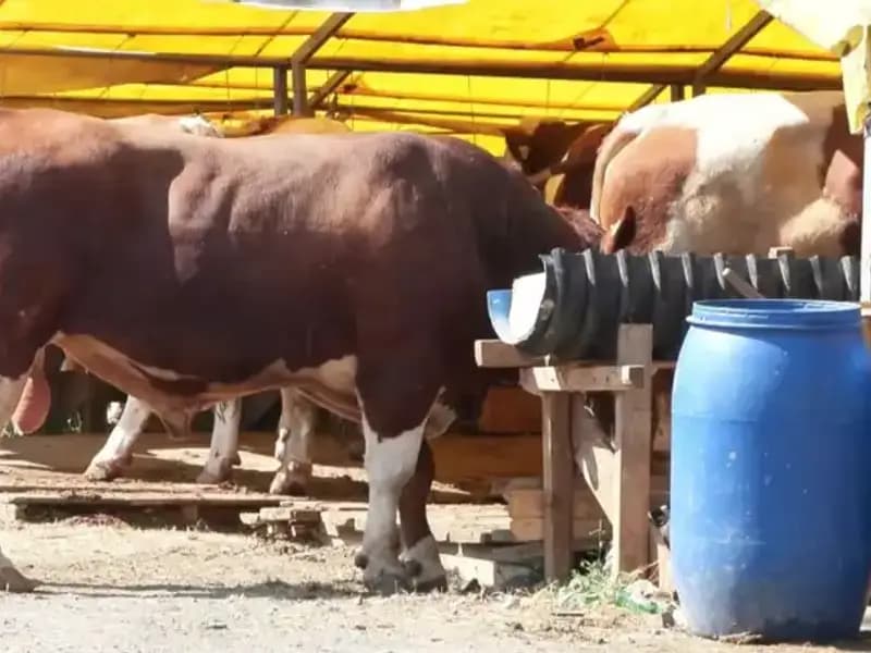 Kurban Pazarlarında Hareketlilik: Alıcı ve Satıcılar Bir Araya Geliyor