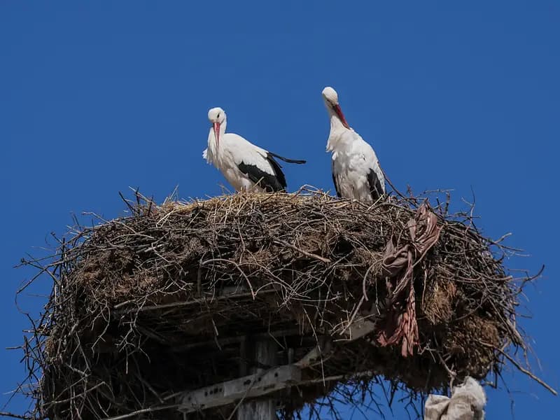 Yaren Leylek, Eşi Nazlı ile Bursa'da Bir Araya Geldi