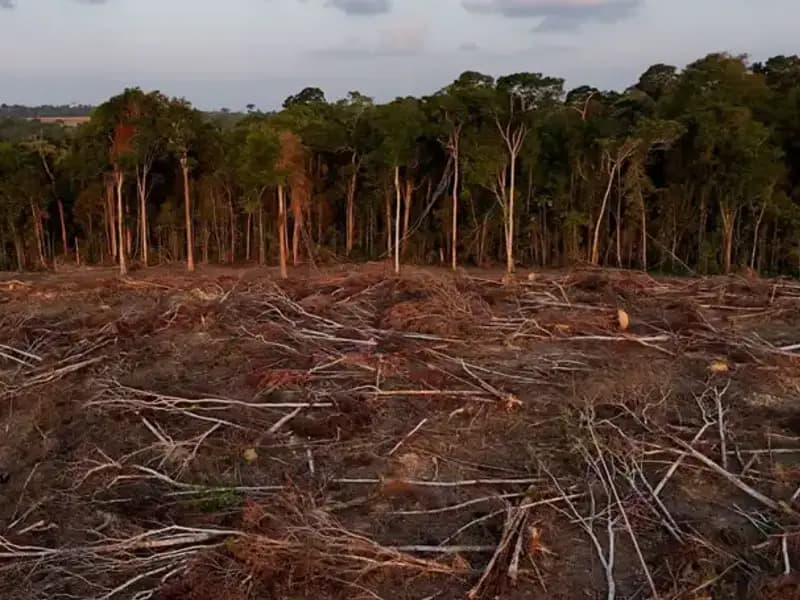 Amazon Ormanları: Asya'daki Ormansızlaşmanın Korkunç Sonuçları