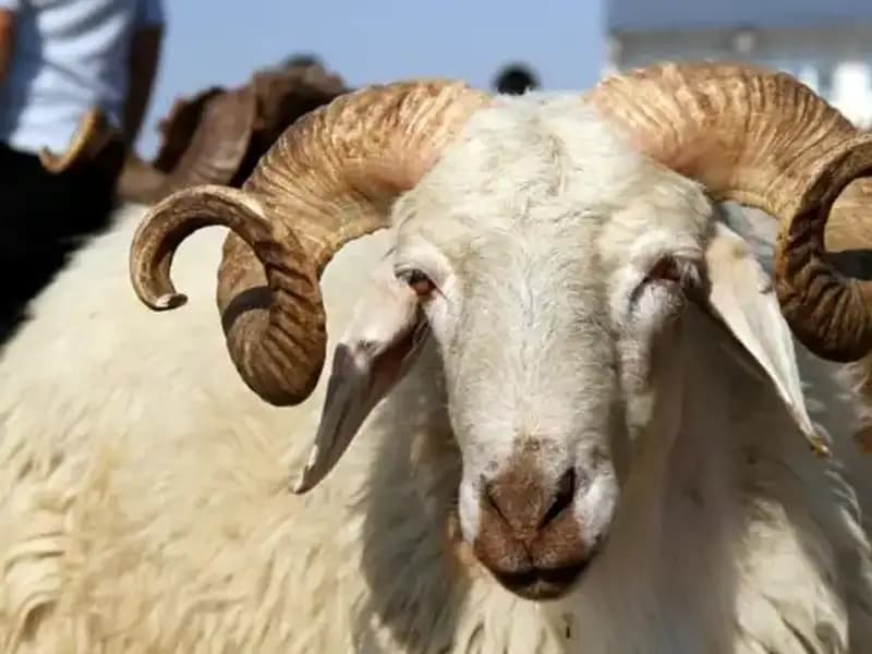 2025 Kurban Bayramı Takvimi: Bayram Ne Zaman Hangi Gün İdrah Edilecek?