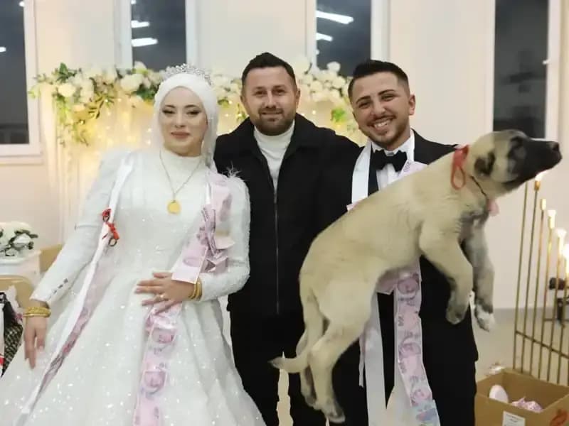 Düğün Gelenekleri Yıkıldı: Gelin ve Damat Yerine Çoban Köpeği Hediyesi Aldı