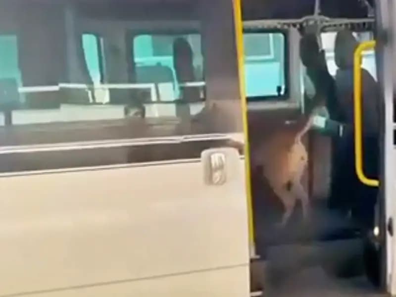 Torbacılara yönelik operasyon: 1 tonu aşkın uyuşturucu ele geçirildi