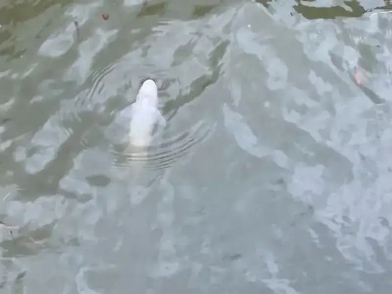 Porsuk Çayı'nda Balık Ölümleri: Doğanın Inceliği Tehlike Altında mı?