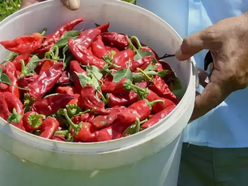 Gaziantep'te Sofralık Kırmızı Biber Hasadı Hızla Devam Ediyor