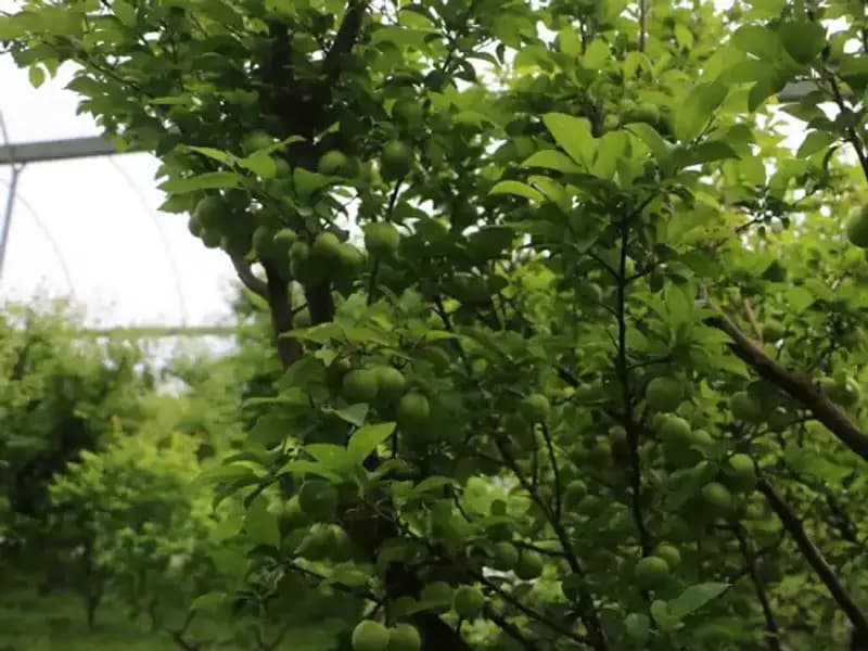 Hatay'ın Eşsiz Ürünü: 4 Bin Metrekarelik Tesisle Dünyaya Açılıyor