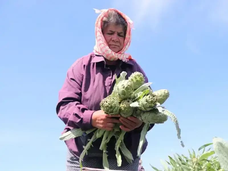 Çiftçiden Sofraya: Taze Sebzeler Tezgahta 50 TL'ye Satılıyor!