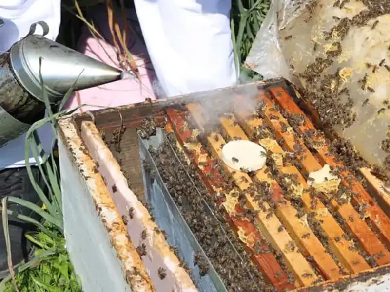 Ata Mesleği Arıcılığı Sürdüren Genç, Yurt Dışından Siparişler Alıyor