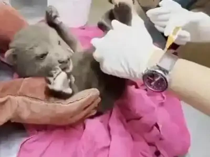 Karabük'te Yavru Bozayı Bulundu: Doğanın Nadir Güzelliklerinden Biri