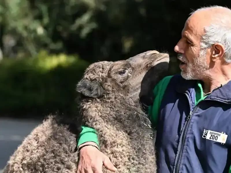 Anne Sütü ile Beslenen "Boncuk": Doğanın Mucizesi