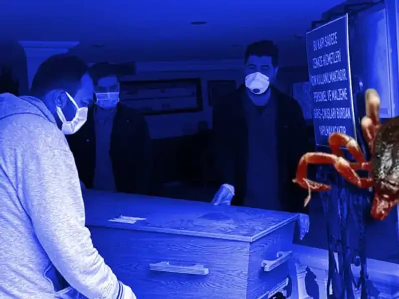 İstanbul’daki Keneler Zararsız Çıktı: Sağlık Riski Söz Konusu Değil