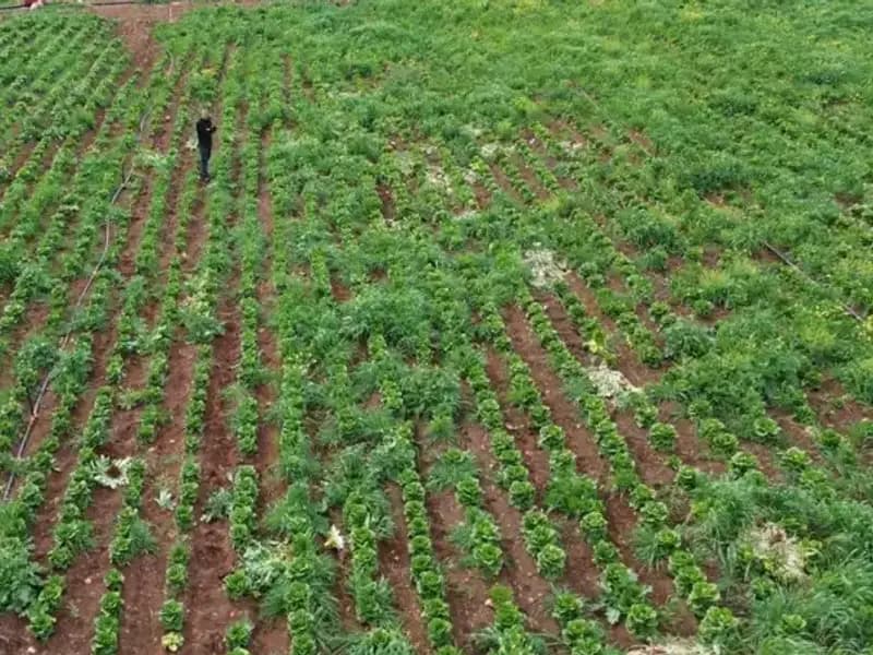 Marul Hasadında Kuraklığın Yol Açtığı Kriz Derinleşiyor