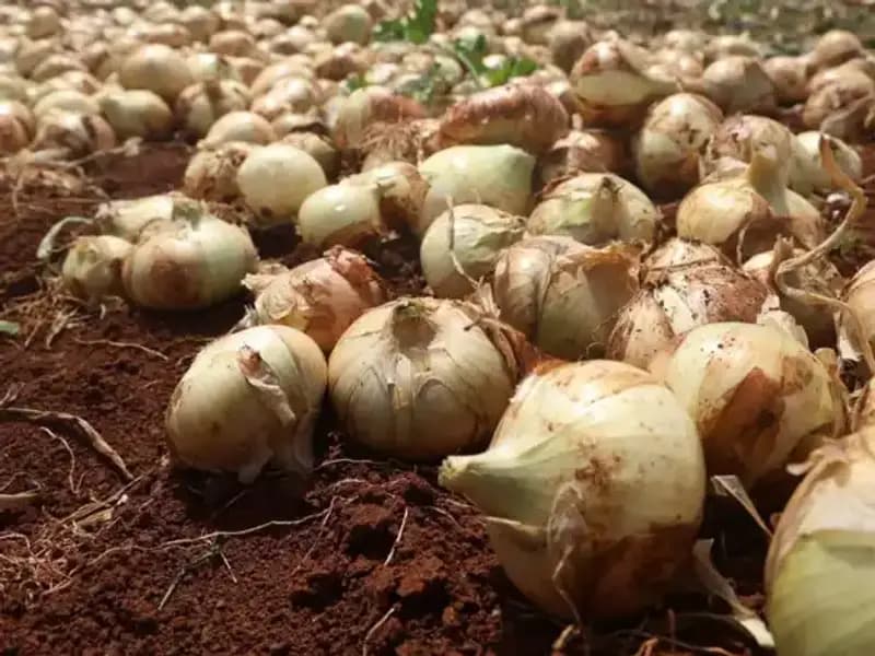 Hatay'da Soğan Hasadı Başladı: Çiftçilerin Yüzü Gülüyor, Rekolte İyi