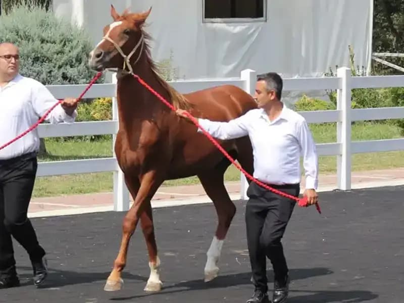 Taşkınların Efendisi: Rekor Kıran "Taşkın Kral" Kimdir?